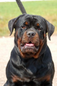 Rottweiler is a dangerous dog breed