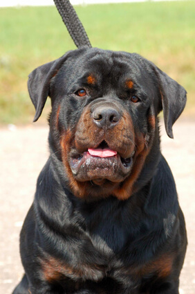 is a rottweiler a dangerous dog