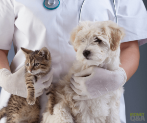 Is Pet Insurance Worth the Cost?