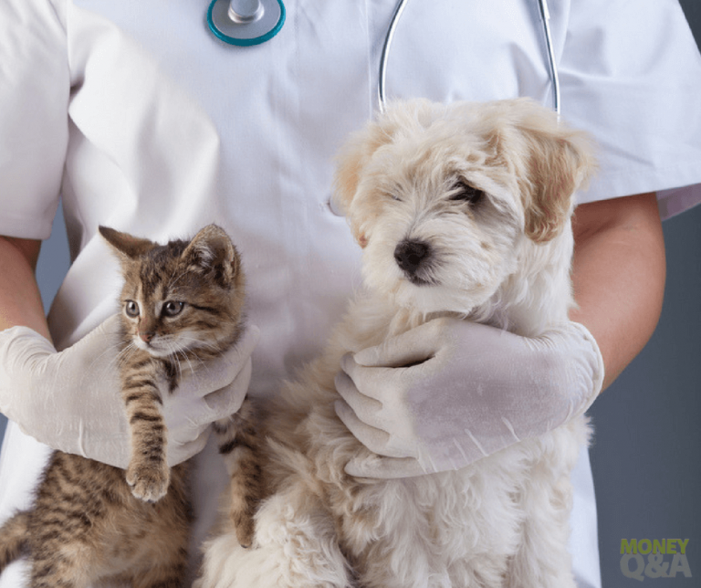 Is Pet Insurance Worth the Cost? What You Need to Know!